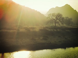 TreeInSun
